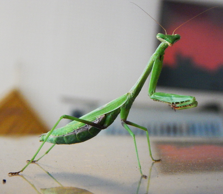 praying mantis