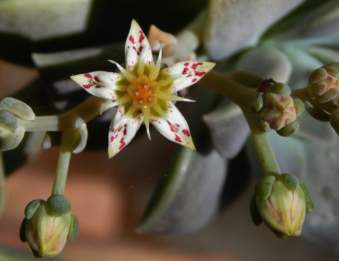 echeveria flower