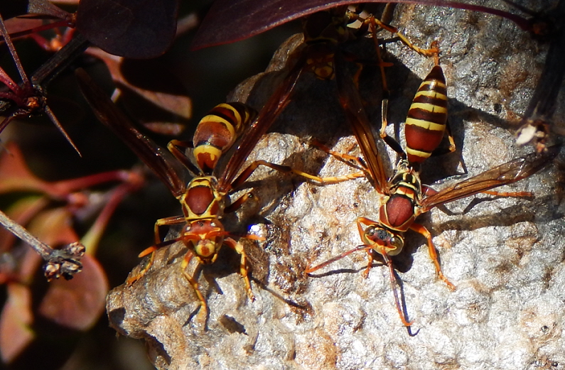 paper wasps